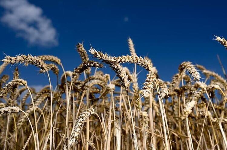 Ірландія отримала першу з початку війни партію українського зерна