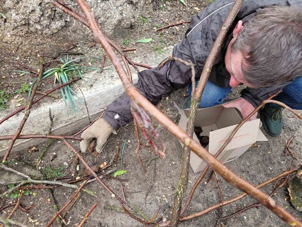 На Тернопільщині національний природний парк закликає рятувати кажанів