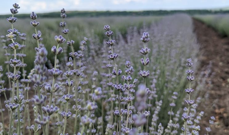 В Україні запрацює перший завод із виробництва лавандової олії