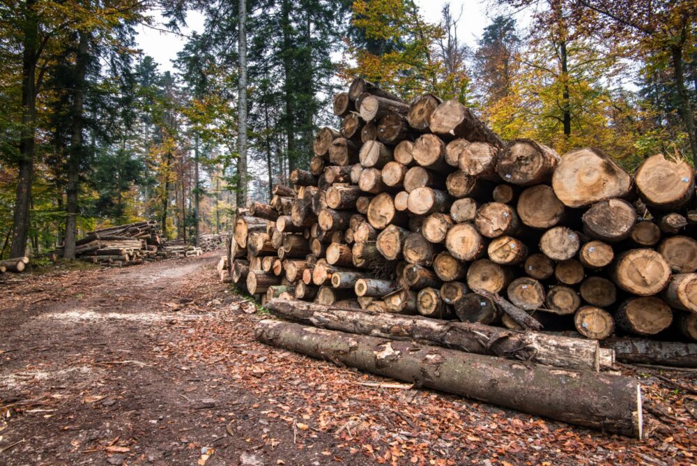 На Львівщині з підприємства стягнули 200 тисяч за незаконну рубку лісу