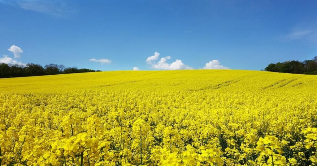 На Львівщині розпочали збирати озимі пшеницю та ріпак