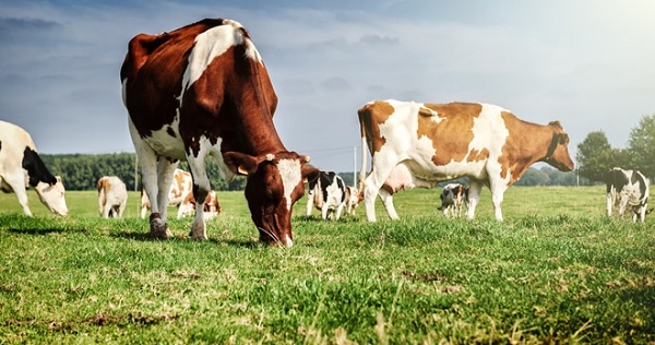 На Львівщині  зросли обсяги виробництва продукції тваринництва