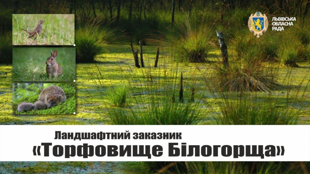 Заказник “Торфовище Білогорща” залишається природоохоронним об’єктом