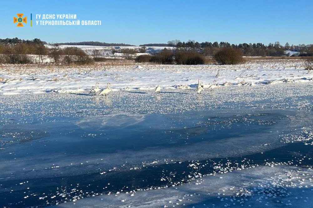 У водоймі на Тернопільщині до криги примерзли лебеді