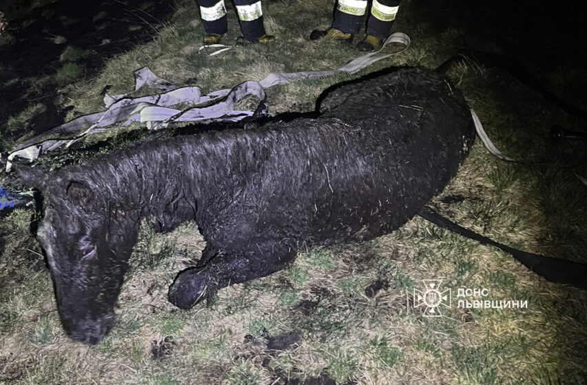 На Львівщині врятували коня, який застряг у болоті