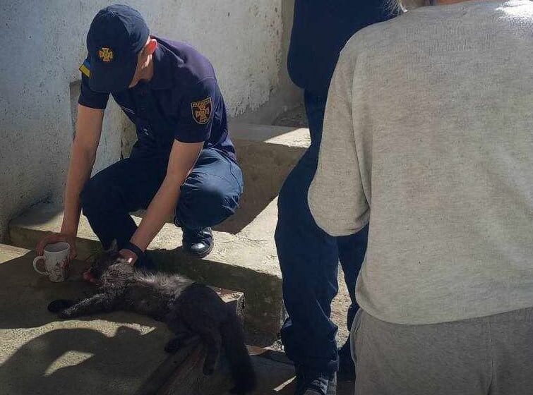 З палаючої квартири на Львівщині врятували кота