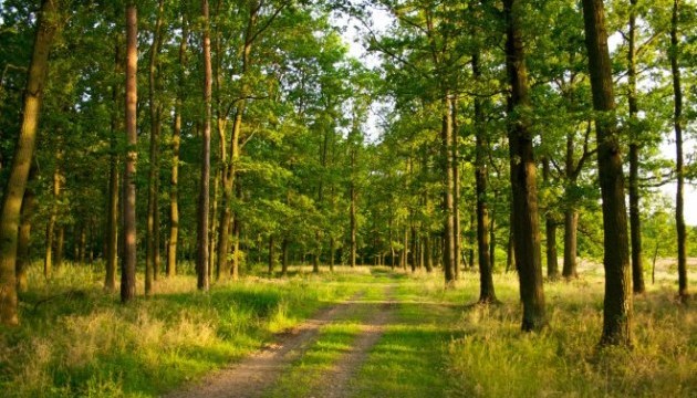 Перемишлянській міськраді незаконно передали землю лісового заказника