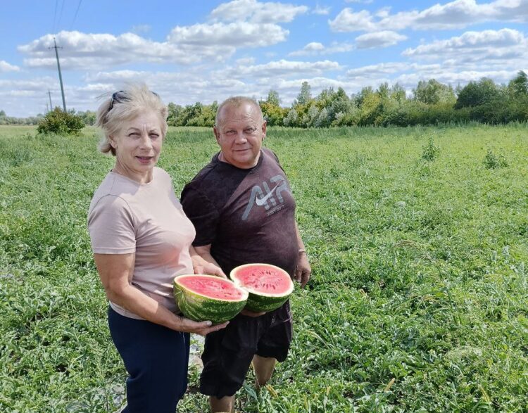 Фермер з Херсонської області вирощує кавуни на Львівщині