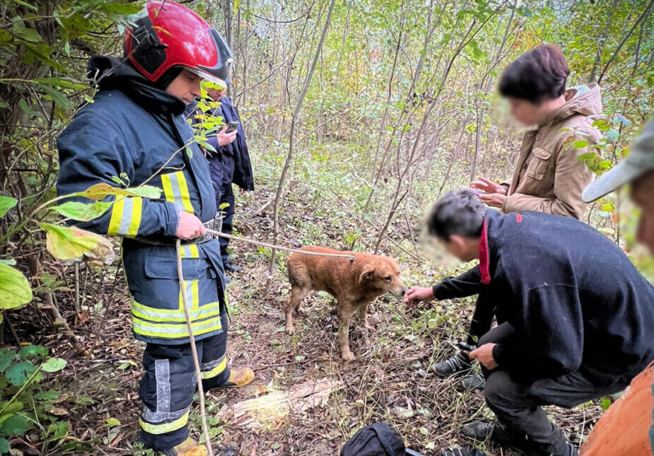 У Львові врятували собаку, який впав у 7-метровий колодязь