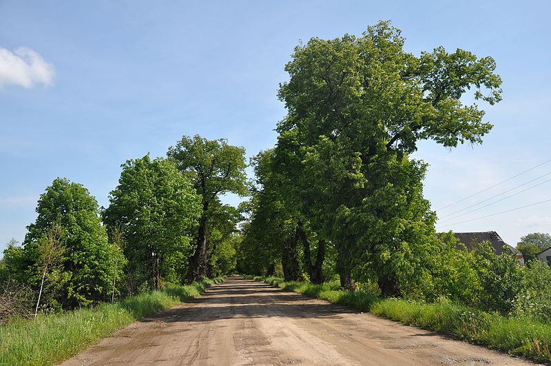 На Львівщині встановили межі парку-пам’ятки «Алея вікових лип»