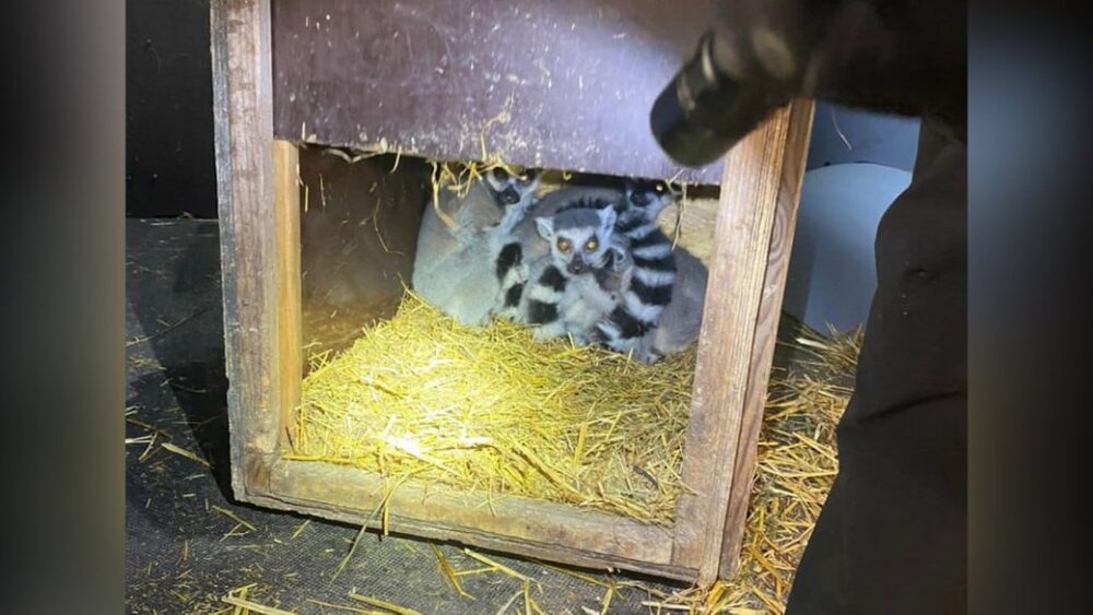 Іноземець пропонував львівським прикордонникам хабар, щоб вивезти за кордон лемурів