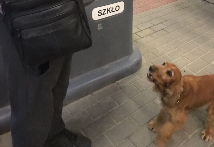 Собаки львівських прикордонників знайшли наркотики у пасажирів автобуса та поїзда
