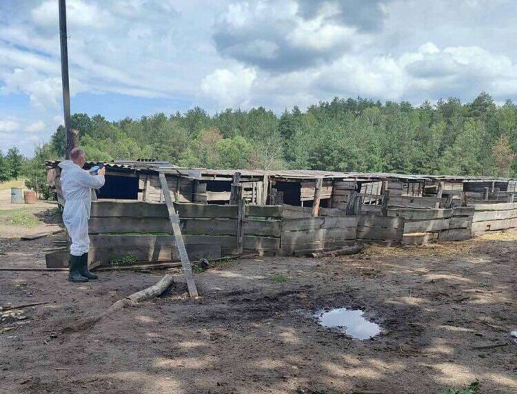 На Львівщині спалах африканської чуми свиней виявили у нелегальному господарстві