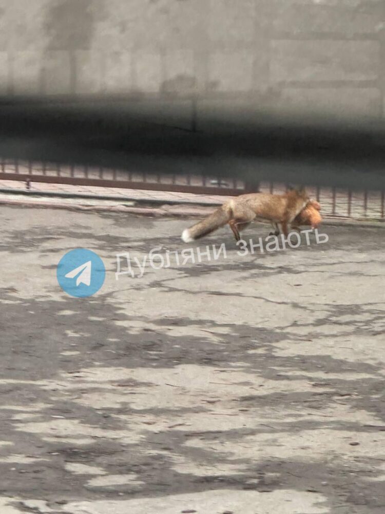 У Дублянах на Львівщині лисиця «пішла в рейд» і вкрала курку (фото, відео)