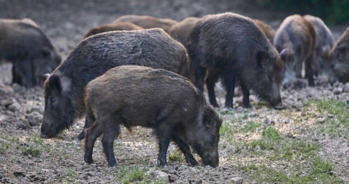 Через ризики сказу та АЧС на Львівщині урегульовують чисельність хижаків і кабанів