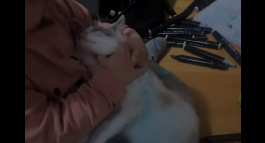 На Львівщині дівчинка розмалювала кошеня фломастерами, а мати зняла на відео: поліція розслідує інцидент