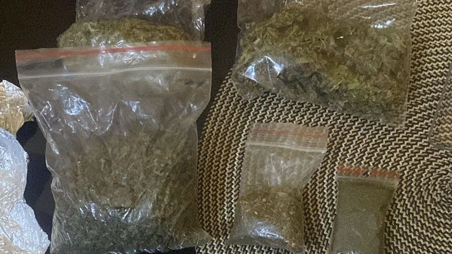 У лісі біля Львова четверо чоловіків виростили плантацію конопель