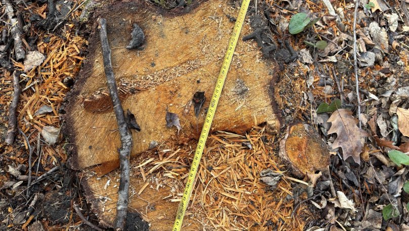 Невідомі вирубали на понад мільйон гривень дерев на Львівщині