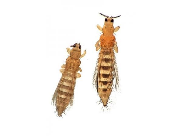 Через карантинного шкідника на Львівщині знищили понад  3,5 тонни імпортного цикорію з Італії