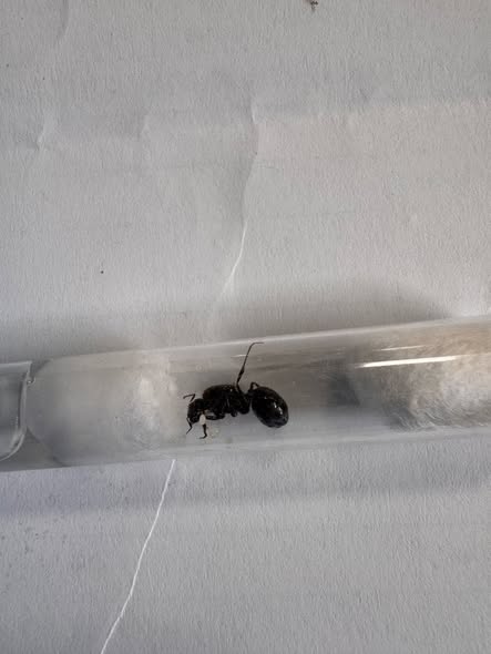 iPhone на пів мільйона, 2,5 тис. мурах, королівський пітон і кокаїн на 42 млн — Львівська митниця розповіла про найгучніші порушення року