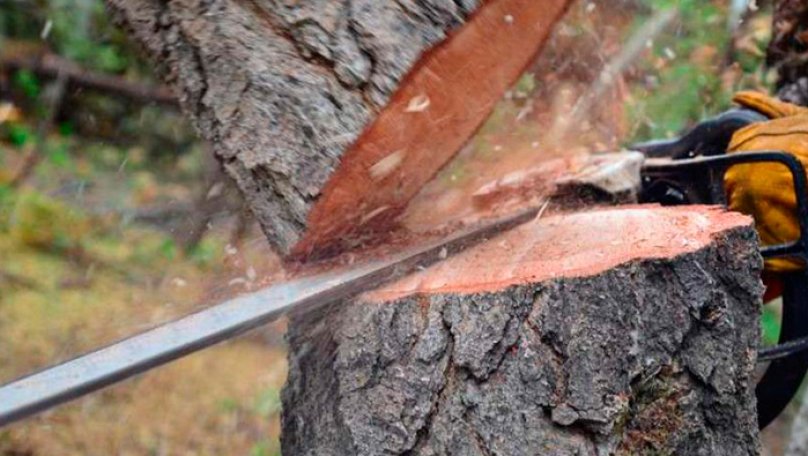 Суд стягнув з міськради на Львівщині близько 3 млн грн збитків за вирубку дерев