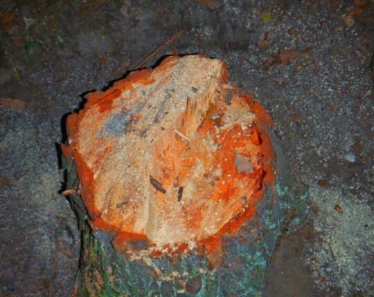 Керівницю філії ДП “Львіввугілля” судитимуть за незаконну вирубку дерев на понад 650 тис. грн