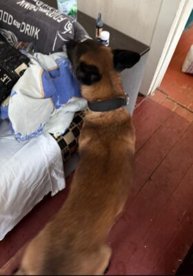 Львівські митники спільно із поліцією викрили банду наркоторговців, які привозили кокаїн та фентаніл з Європи