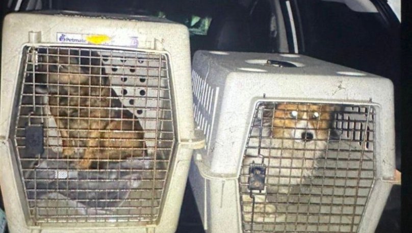 На Львівщині 57-річний чоловік силоміць заливав собакам у пащі алкоголь