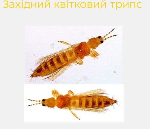 У Львові знищили 260 кг імпортного буряка через карантинного шкідника