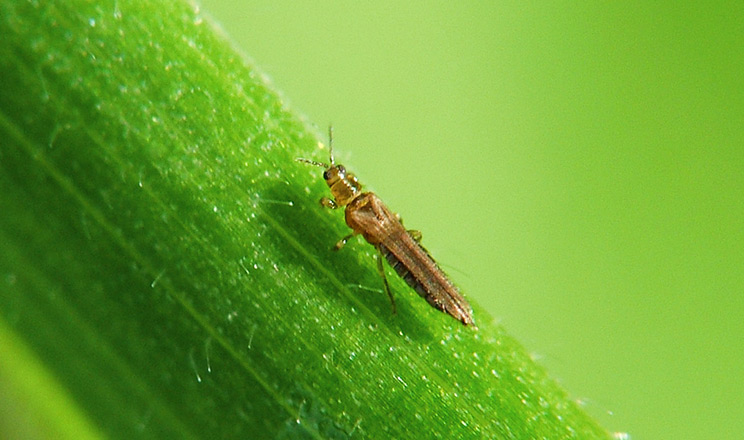 На Львівщині знищили партію імпортного буряка через виявлення карантинного шкідника