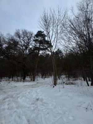 “Це екологічна диверсія”: мешканці Брюховичів виступили проти забудови понад 14 га лісу на Лікарській (фото, відео)