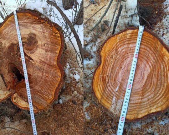 На Львівщині чоловіки вирубали дерев на майже 1,2 млн грн у заказнику «Стариці Дністра»