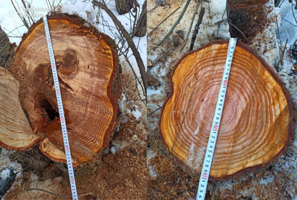 На Львівщині чоловіки вирубали дерев на майже 1,2 млн грн у заказнику «Стариці Дністра»