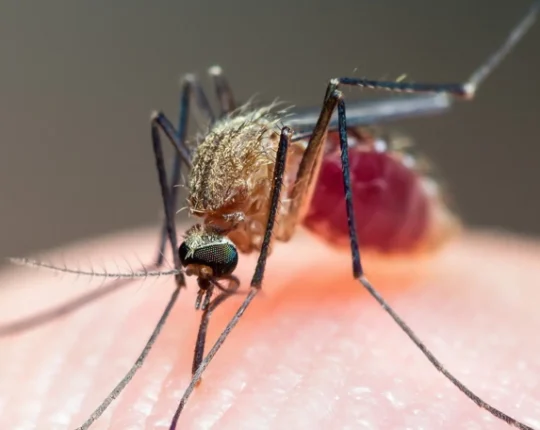 У двох мешканок Львівщини виявили тропічну малярію після поїздки на Занзібар