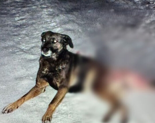 Поліція розшукує невідомого, який застрелив собаку біля Львова