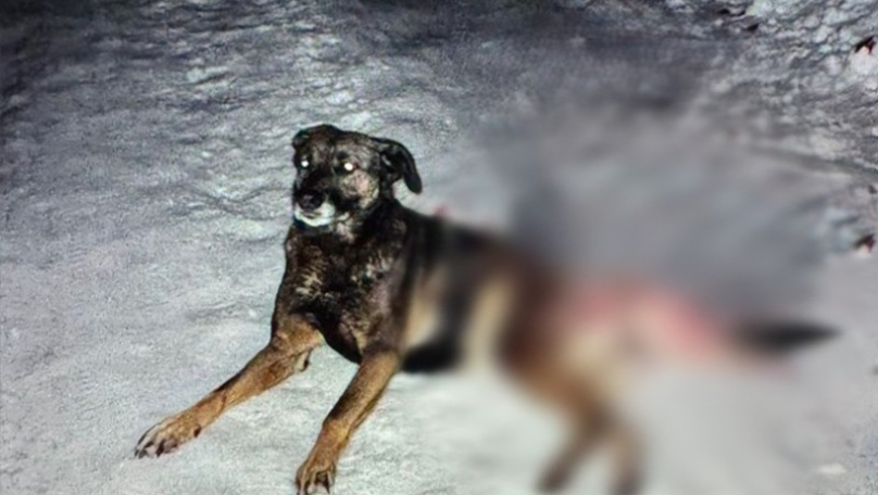 Поліція розшукує невідомого, який застрелив собаку біля Львова