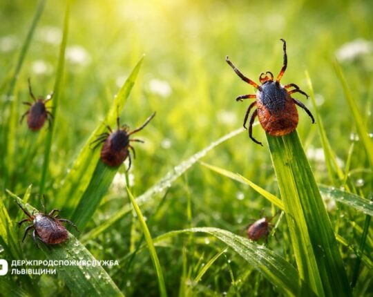 У Держпродспоживслужбі розповіли як вберегтися від укусів кліщів