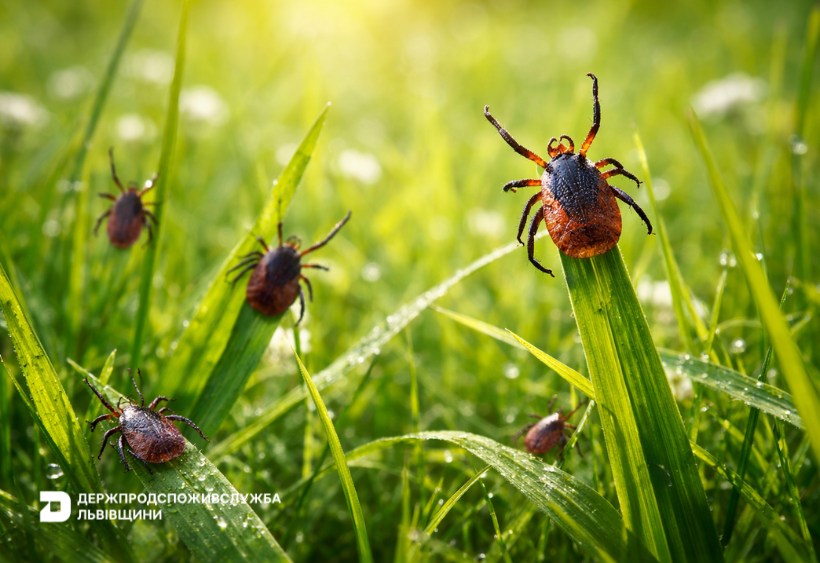 У Держпродспоживслужбі розповіли як вберегтися від укусів кліщів