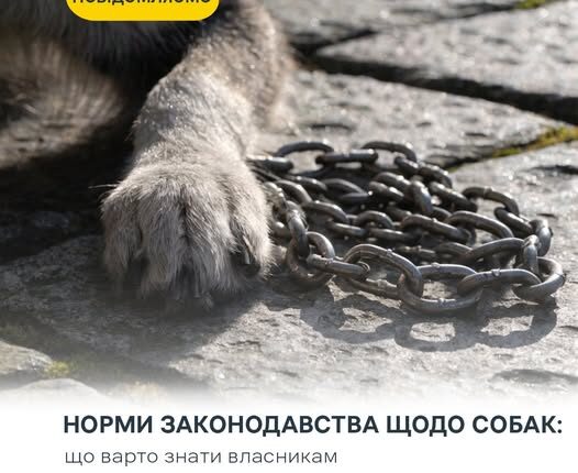 В Україні не заборонили утримувати собак на прив’язі: Держпродспоживслужба роз’яснила правила