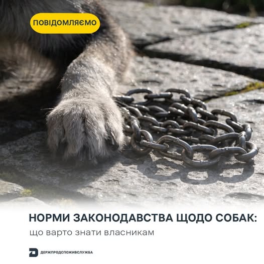 В Україні не заборонили утримувати собак на прив’язі: Держпродспоживслужба роз’яснила правила