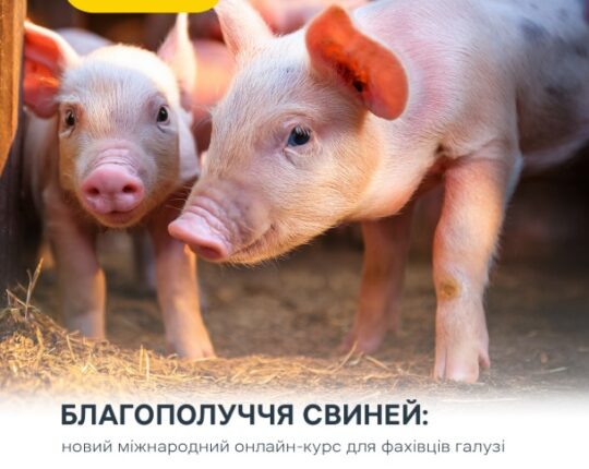 Стартував безкоштовний міжнародний онлайн-курс із благополуччя свиней