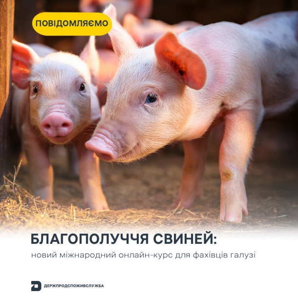 Стартував безкоштовний міжнародний онлайн-курс із благополуччя свиней