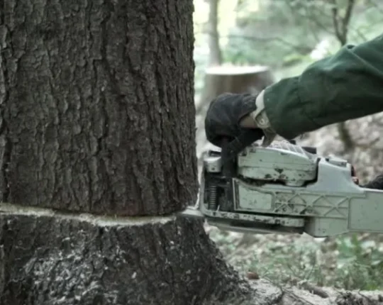 У Сколівському районі заступника директора спортивної бази «Динамо» визнали винним у травмуванні працівника