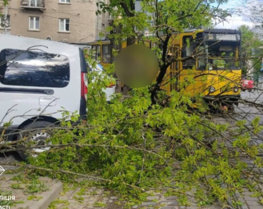 Повалені дерева, пошкоджені авто та знеструмлення: Львівщина оговтується від негоди