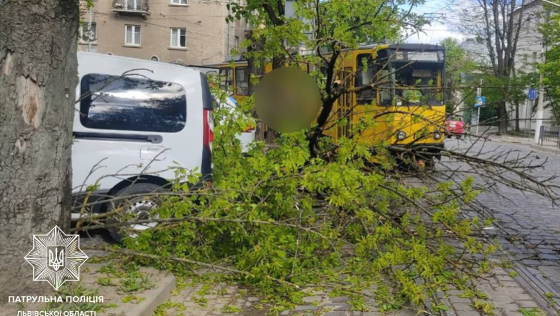 Повалені дерева, пошкоджені авто та знеструмлення: Львівщина оговтується від негоди