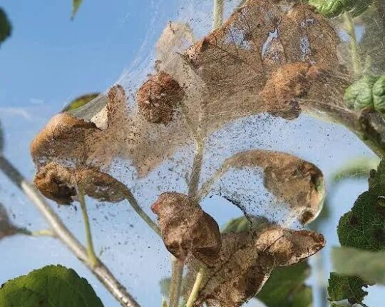 Небезпечний карантинний шкідник загрожує деревам: як розпізнати американського білого метелика