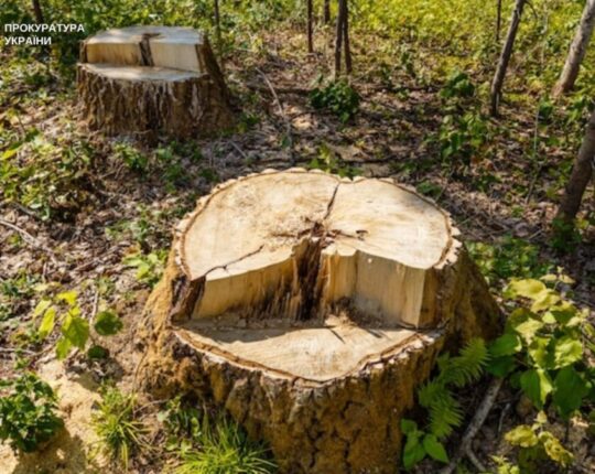 У Львові двох директорів парків підозрюють у незаконній вирубці дерев на майже у 8 млн грн
