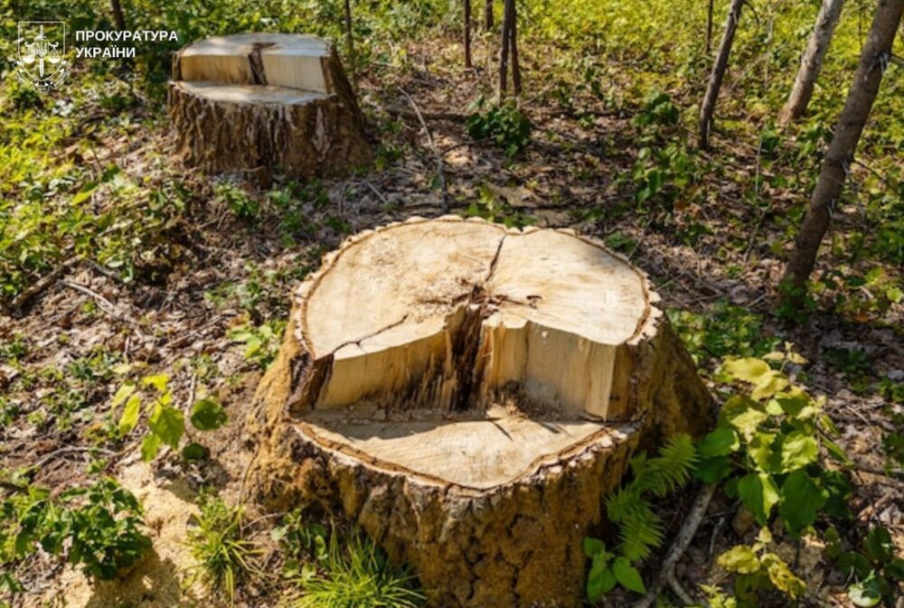У Львові двох директорів парків підозрюють у незаконній вирубці дерев на майже у 8 млн грн