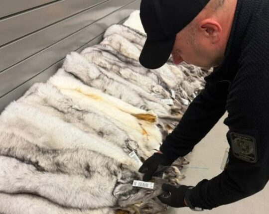 На Львівщині митники виявили незадекларованих шкурок песця на 400 тисяч гривень