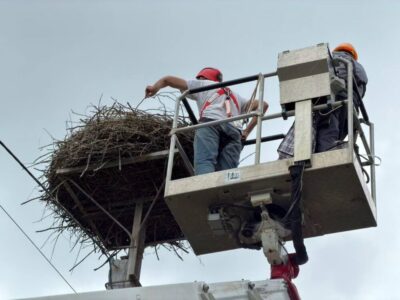 Через посуху – цьогоріч закільцювали менше лелечат, – Львівобленерго (фото)